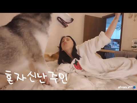 주인을 놀아주는 <strong>견생이란</strong> / [시베리안허스키(Siberian husky,シベリアンハスキー), 시바견(Shibainu,柴犬), 믹스견백설]