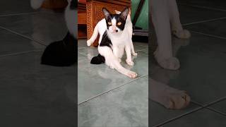 Siapa yang paling cantik #minecraft #kobokanaeru #hololive #cat #kucinglucu #comedy #memes #shorts