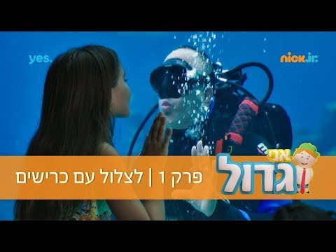 וִידֵאוֹ: דג טייס: חברים קטנים של כרישים גדולים