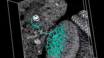 Visual neuron in Drosophila brain