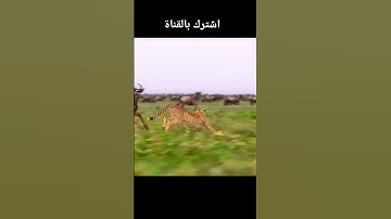 سورة الفجر- الشيخ ماهر المعيقلي ✨️❤️