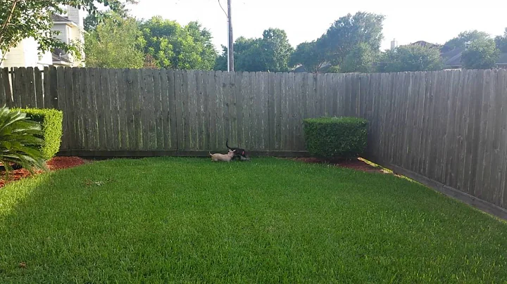 Buffy and Oreo