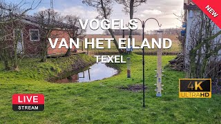 Preview of stream Texelinformatie.nl | 4K camera vogelinformatiecentrum.nl