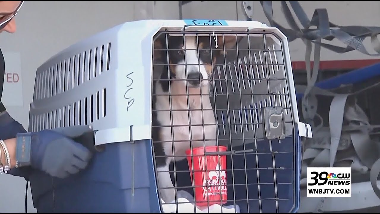 100 Pets Arrive in NJ for 10th Annual Clear the Shelters Adoption Event ...
