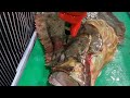 [9Kg, 90cm 자연산 대광어 해체현장!] 회뜨기 전문가의 인생 ‘대광어’를 해체하라!!!! Korean street food-How to cut Huge Flatfish.