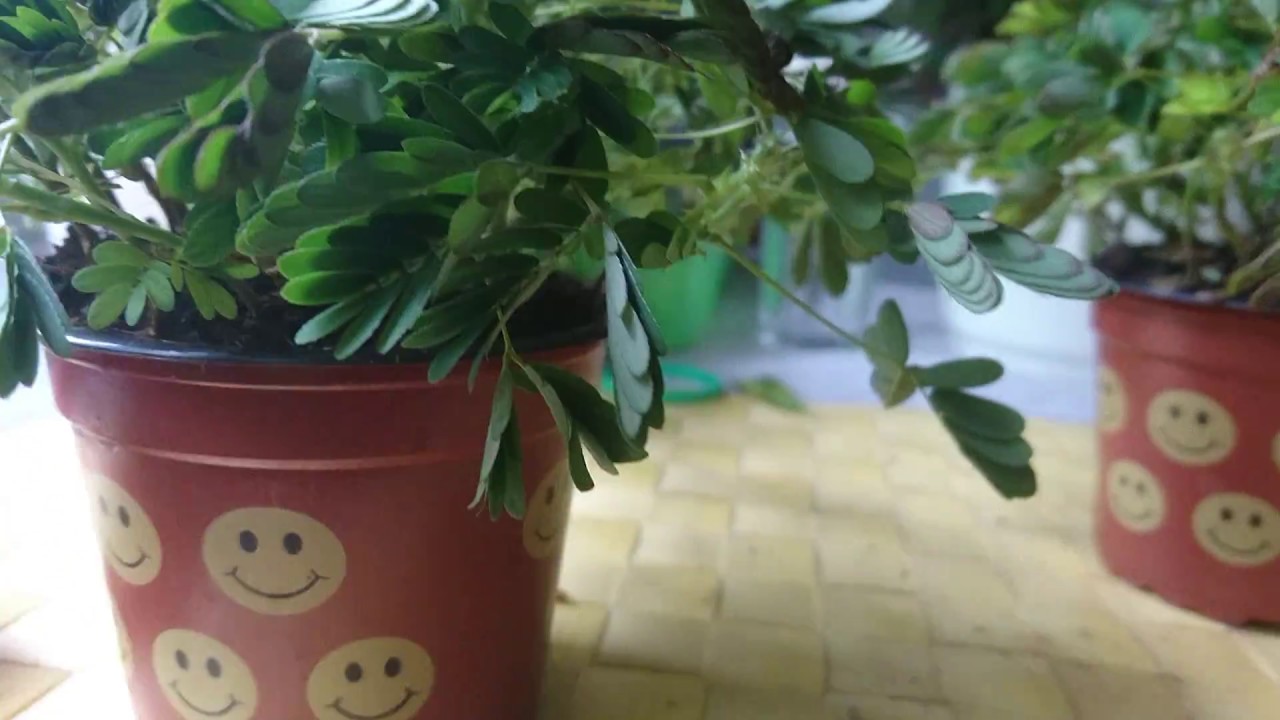 Mimosa Pudica Pflanze Kaufen
