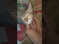 kitni piyari hai yaar ye 🤭#trendingshorts #viral #shortvideo #shortsfeed #song #viralvideos #myvideo