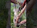 Why Koalas Sleep Up To 20 Hours A Day 🐨(Amazing facts) #viral #facts #nature #science #shorts