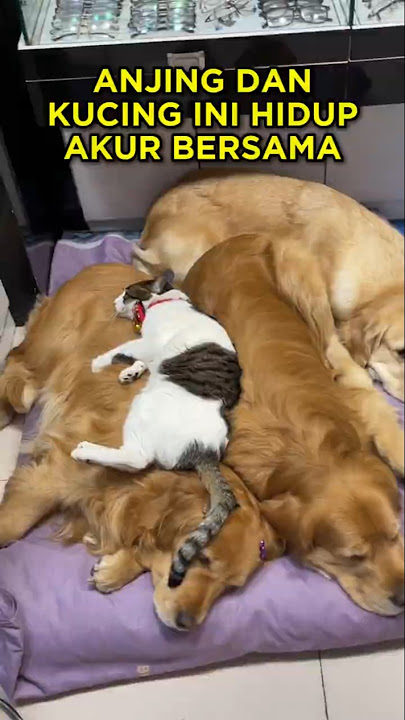 Three Dogs and Their Little Cat Sister πΆπ± #shorts #dog #cat