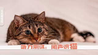 十个喵声片段里只有两个是猫咪发出的，你能听出来吗？ by 萌控生活 cute-live 90 views 4 months ago 5 minutes, 16 seconds