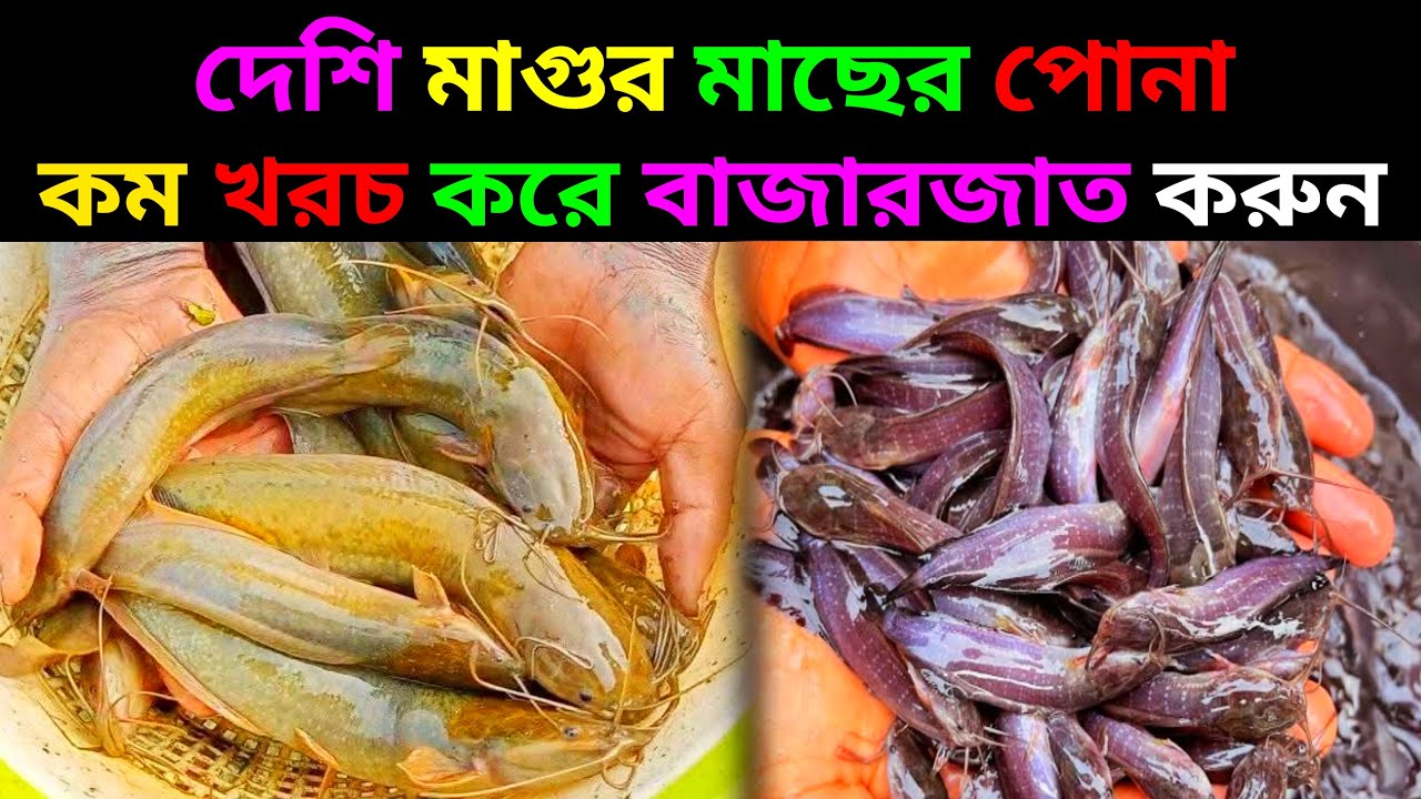 ২০২৬ সালের নতুন বছরের দেশি মাগুর মাছের পোনা কম দামে কিনুন 01712791957