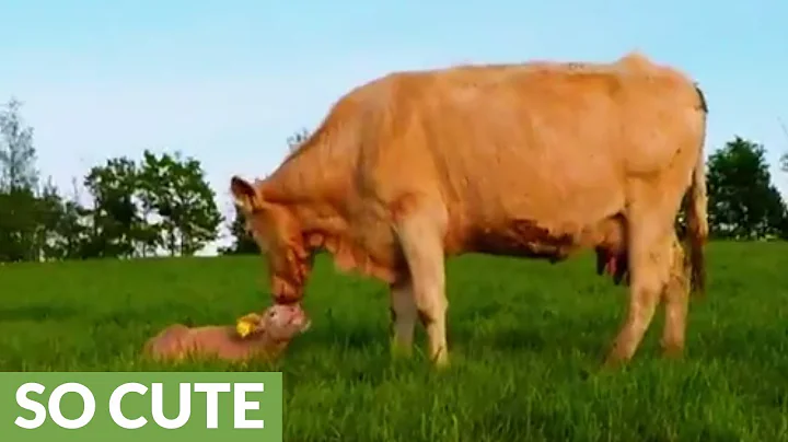 Loving moment between cow and newborn calf will melt your heart