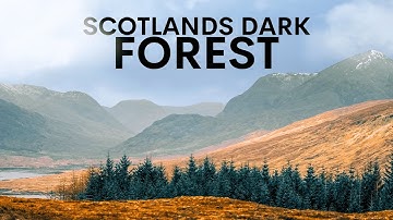 The Dark Truth of This Scottish Rainforest