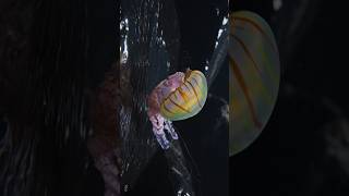 🪼 #asmr #asmrsounds #asmrtingles #tingles #ocean #nature #naturesounds #sleep #sleepsounds #animals