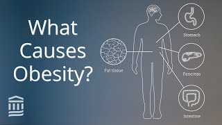 Obesity: Causes, Health Conditions, and Treatment | Mass General Brigham