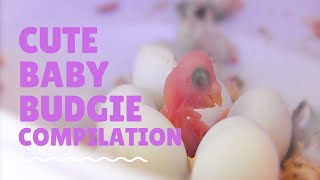 Baby Budgie Sounds | Cute Baby Budgie Compilation Video by AllAboutBudgies 5,344 views 4 years ago 5 minutes, 43 seconds