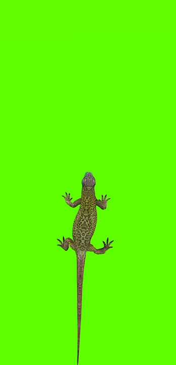 chhipakili dance greenscreen #short #shorts