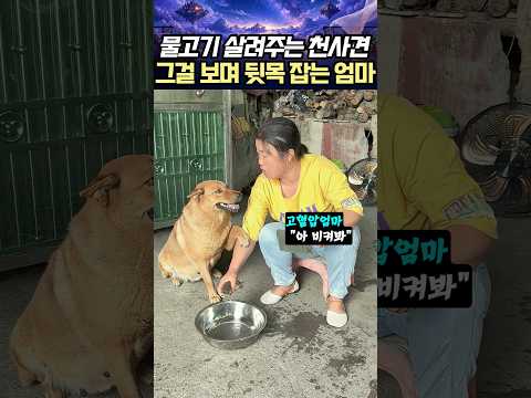 물고기 살려주는 천사견 그걸보며 뒷목 잡는 엄마 #리트리버 #강아지