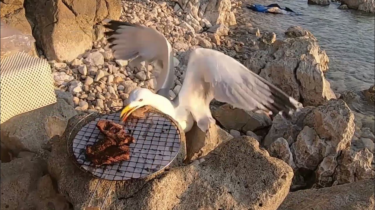 Brazen gull