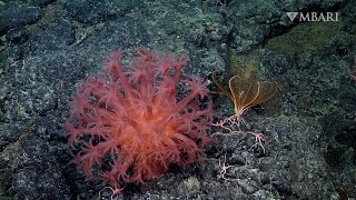 The mushroom soft coral is one of the nicest neighbors in the deep sea by MBARI (Monterey Bay Aquarium Research Institute) 8,482 views 1 year ago 2 minutes, 39 seconds