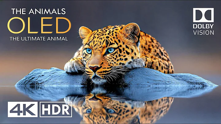 Animals of Planet Earth 4K HDR 60fps - Scenic Wild Animals in 4K Video