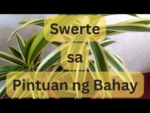 4 Lucky Plants sa pintuan ng bahay