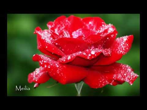 Bunga Mawar Merah Paling Indah di Dunia - YouTube