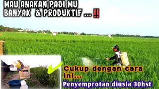 Cara membuat anakan padi produktif ‼️tahap awal menciptakan anakan produktif