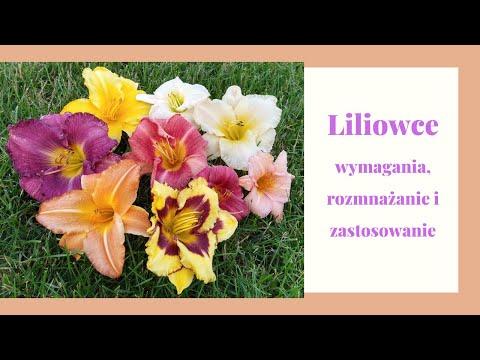 Wideo: Liliowce W Projektowaniu Krajobrazu (44 Zdjęcia): Sadzenie W Letnim Domku Z Irysami, Gospodarzami I Innymi Kwiatami W Klombie W Ogrodzie