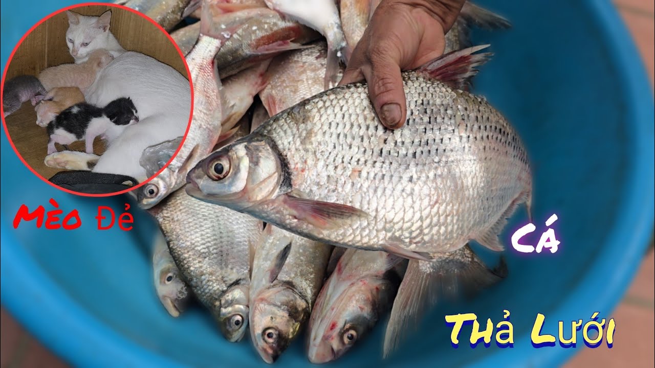 Thả Lưới Bắt Cá Mấy Ngày Tết Và Mèo Đã Đẻ 4 Con  /Nhân Bé Nhỏ 