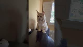Cat Follows Commands without Missing a Beat