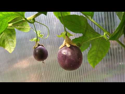 Growing passion fruit in Seattle