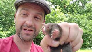 Roadside Moler Catch | Release Mole In Creek