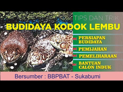 Video: Dunia Lionhead Dan Bullfrog Yang Hilang