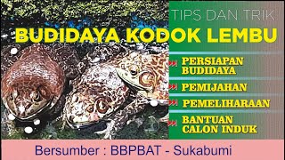 BUDIDAYA KODOK LEMBU | BULLFROG | KATAK LEMBU | UNTUK EKSPOR DIKOLAM TERPAL/TEMBOK