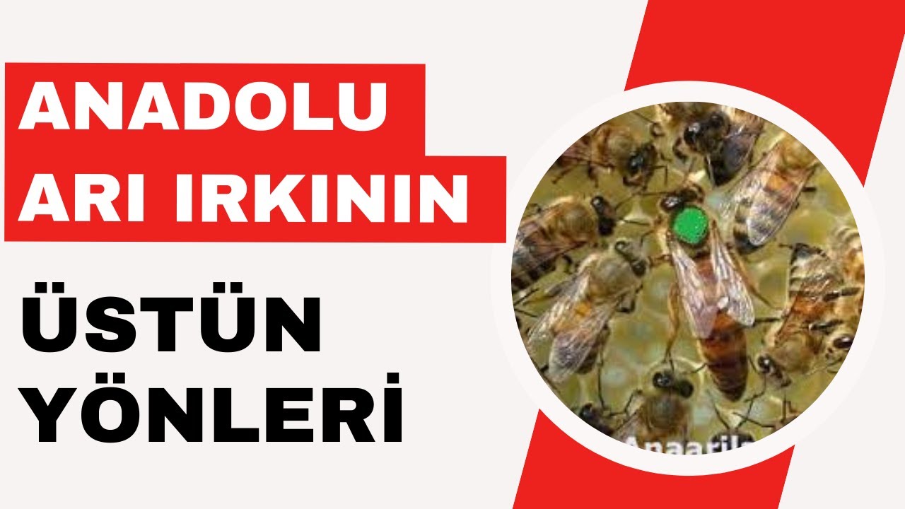 ANADOLU ARI IRKI ÖZELLİKLERİ