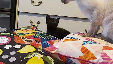 Video 6742821: lovely oriental kittens, little kitten playing