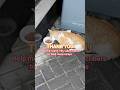 107 FEEDING STRAY CATS