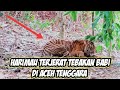 BKSDA Aceh Selamatkan Harimau Sumatera Terkena Jeratan Babi Di Aceh Tenggara