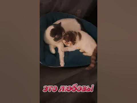 Кот Риджик обожает своего сына, всегда о нем заботится. Cat Ridzhik ...