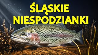 POTWORY WYROBISKOWE  NURKOWANIE  20.12.2025 PIEKARY ŚLĄSKIE EKO TECH SZACHTA 