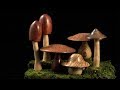 Mushrooms-Part 2