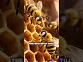 ELI5: How Do Bees Make Honey?