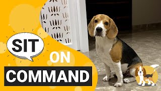How to Train your Beagle to Sit on Command