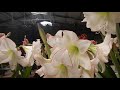 Hippeastrum show 2020  Jan de Wit en Zonen  jandewitenzonen.com