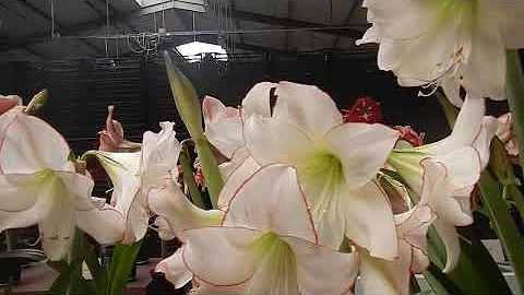 Hippeastrum show 2020  Jan de Wit en Zonen  jandew...