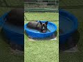 Frenkie video