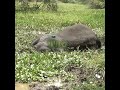 Wildlife Officials Rescue Sick Elephant Trapped in Mud Pit | Elephant #elephant