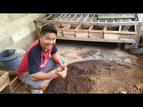 Video: Cacing Coran Dalam Wadah: Menggunakan Coran Cacing Untuk Tanaman Pot