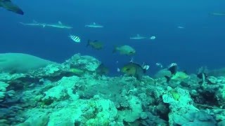 ヤップ シャーク! ヤップ島 検索動画41 ヤップ シャーク! ヤップ島 検索動画 41